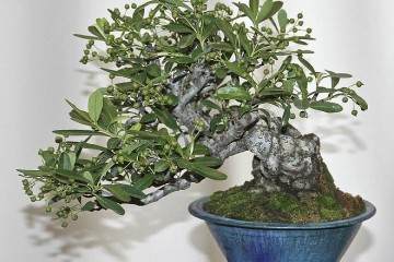 美国芝加哥的植物园盆景系列