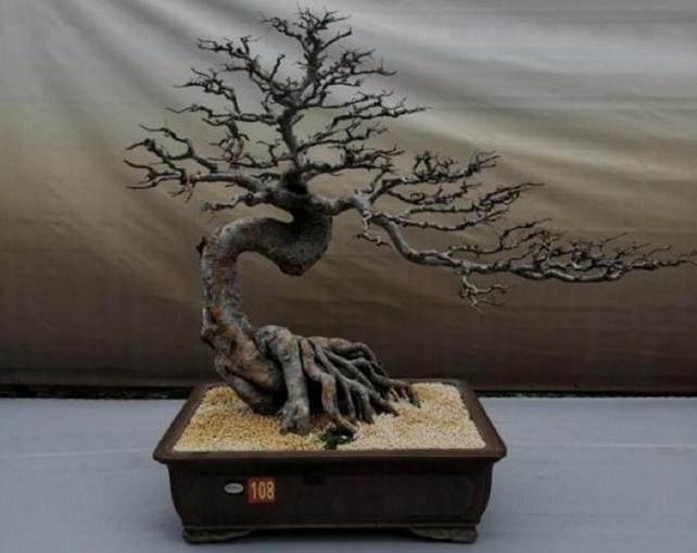 产业化发展让盆景走向国际市场