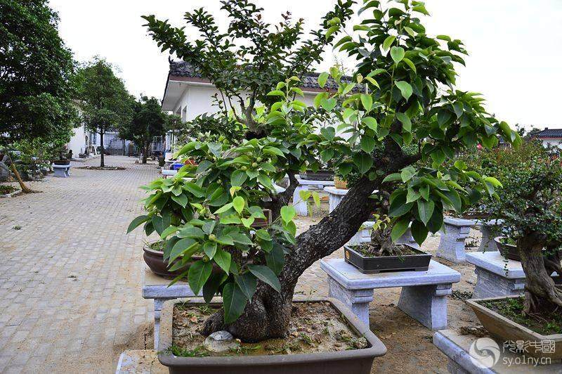 产业化发展让盆景走向国际市场