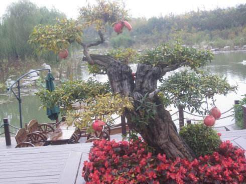 《花木盆景》杂志读者问卷调查结果