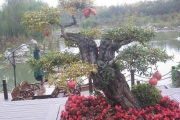 《花木盆景》杂志读者问卷调查结果