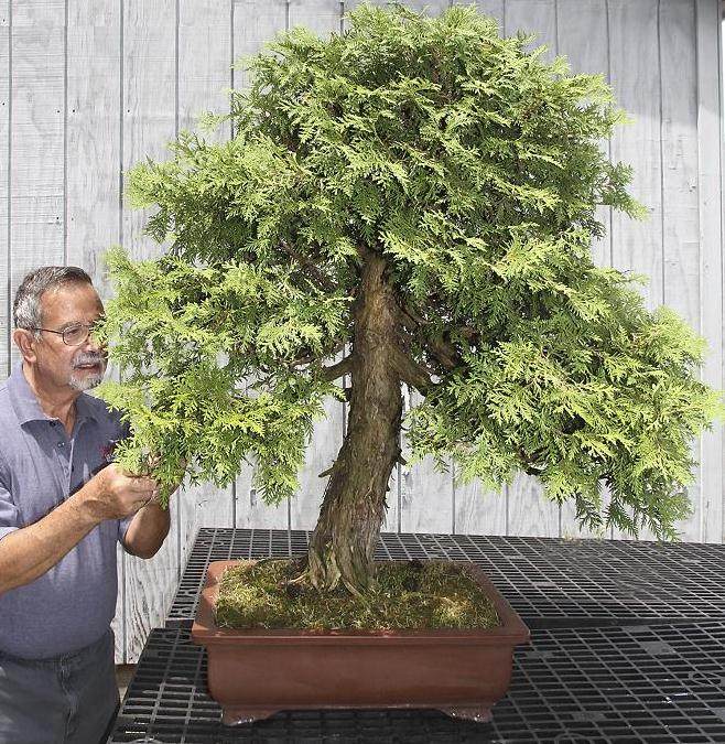 美国国家盆景展览示范计划