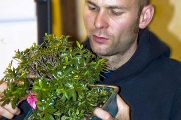 美国国家盆景展览示范计划