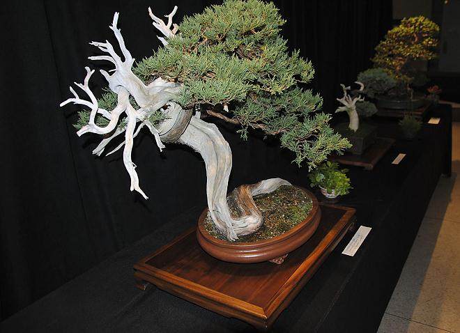 2014年纳什维尔地区盆景博览会