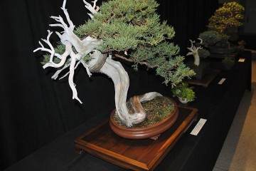 2014年纳什维尔地区盆景博览会