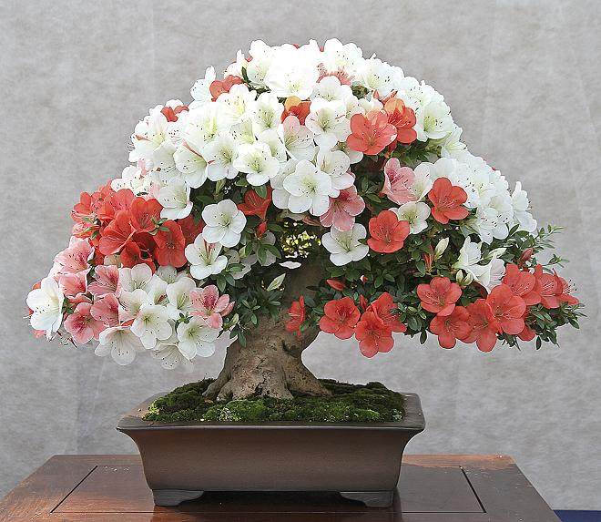 日本小月盆景之旅 - 第8部分 - 决赛