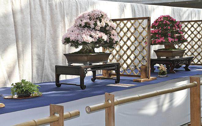 日本小月盆景之旅 - 第8部分 - 决赛