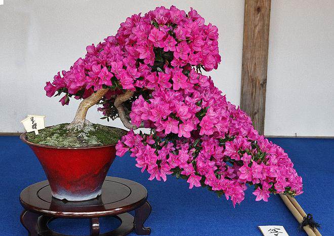 我旅行的主要目的:参观日本小月杜鹃花盆景展