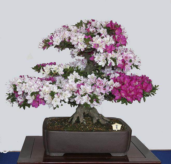 我旅行的主要目的:参观日本小月杜鹃花盆景展