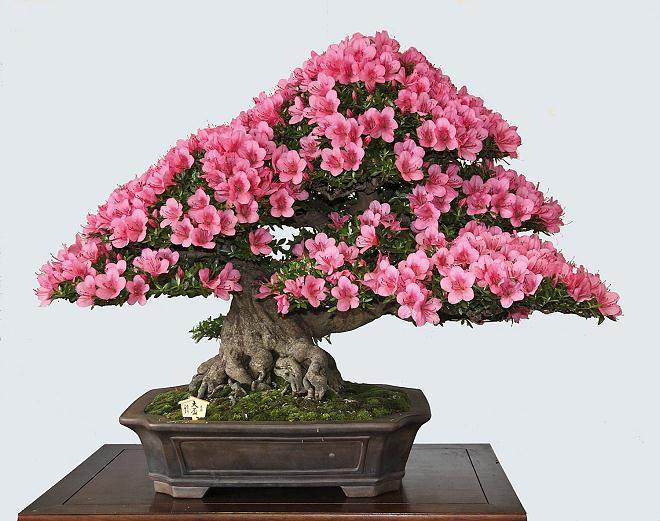 我旅行的主要目的:参观日本小月杜鹃花盆景展