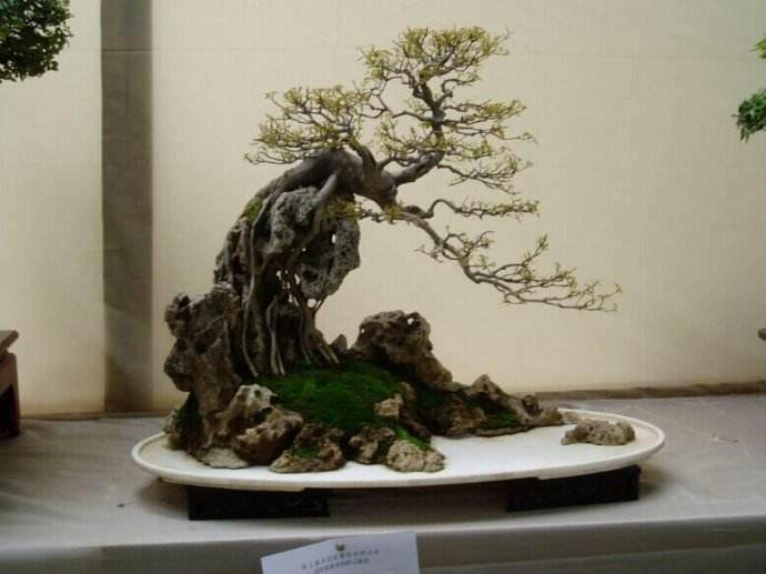 盆景制作与盆景构图指什么