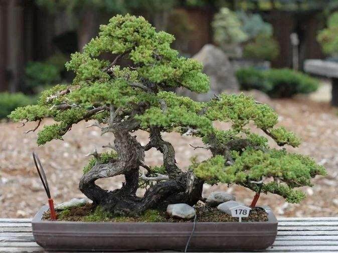 盆景制作与盆景构图指什么