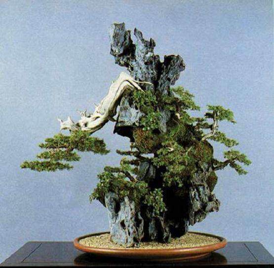 盆景制作与盆景构图指什么