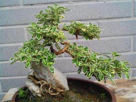 让六月雪盆景花叶茂盛 你掌握这几点小技巧了吗?