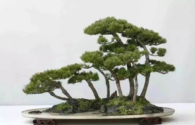 盆景有毒 没事别碰它 多人以入坑