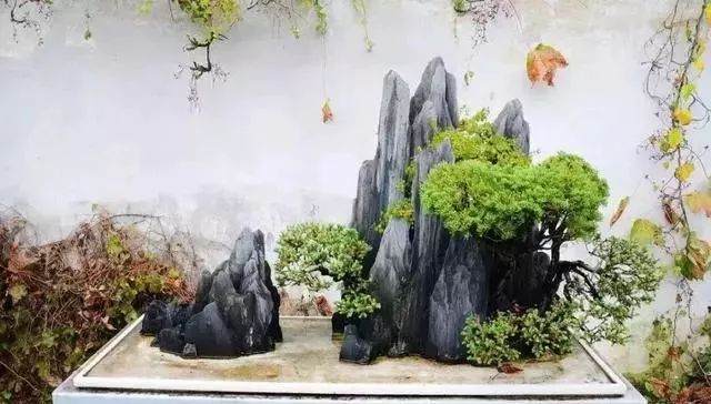 盆景有毒 没事别碰它 多人以入坑