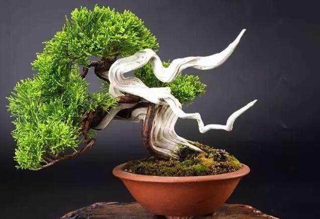 这四种盆景被称为盆景中的贵族,你养过吗?