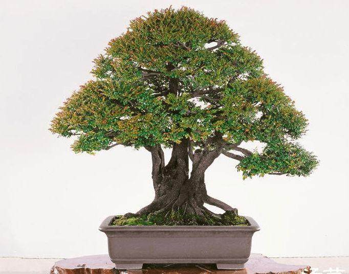 这四种盆景被称为盆景中的贵族,你养过吗?