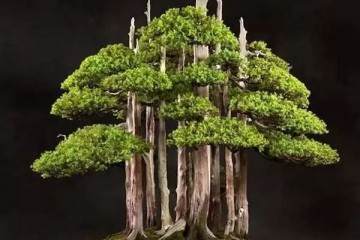 图解 老外用63年时间 制作一棵柏树盆景