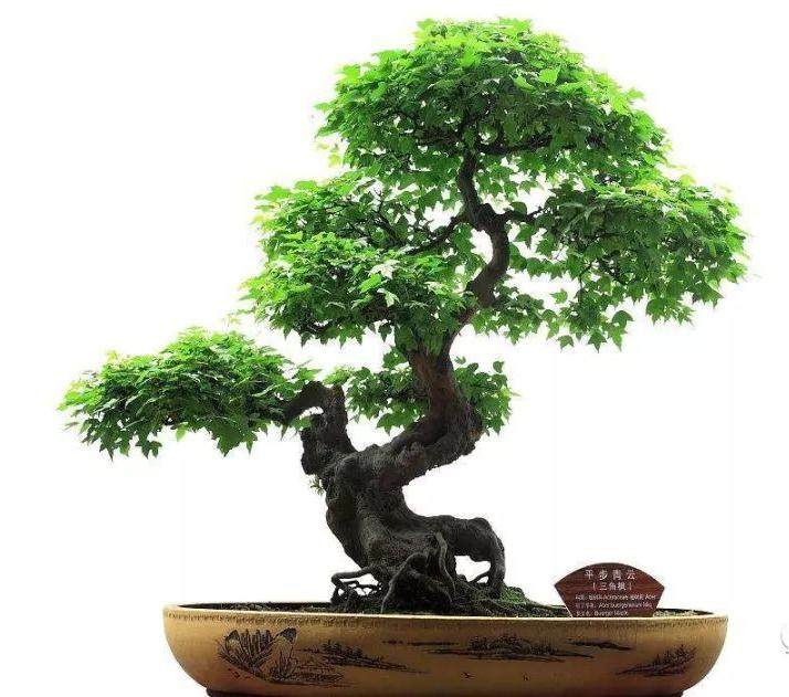 盆景造型过程中的枝条被损坏如何救治