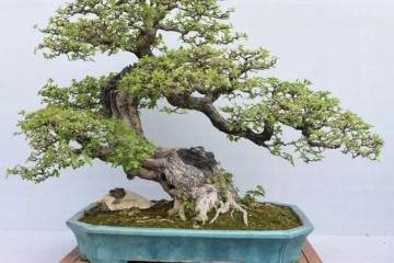 盆景是日本人在小容器中种植微型树木的做法