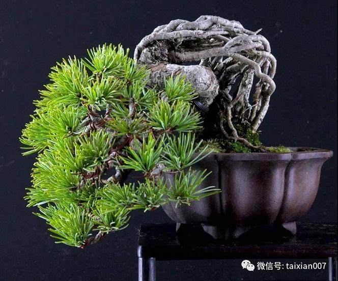 每一盆盆景都是人与大自然的完美结合