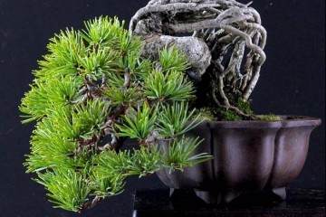 每一盆盆景都是人与大自然的完美结合