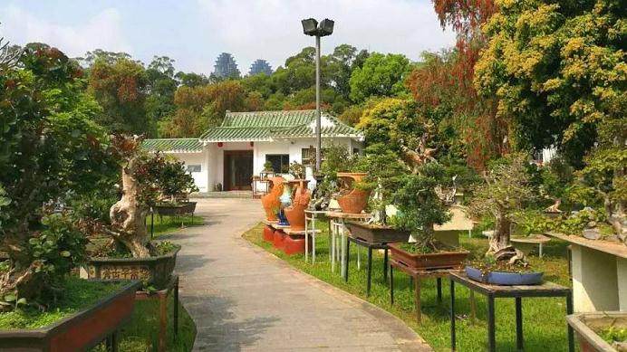 我们的大巴开始向着我们梦寐以求的鸿江盆景园驶去