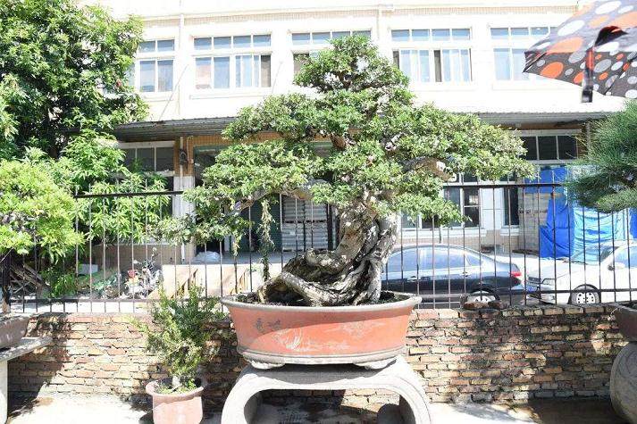 冬日之约——走进鸿江盆景