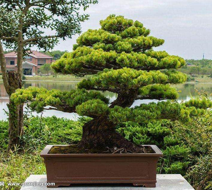 终于盼来了我们期待巳久的鸿江盆景之旅