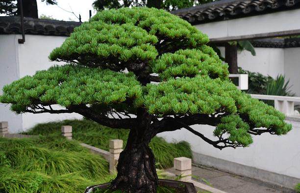 今天我们慕名来到了期盼已久的鸿江盆景园