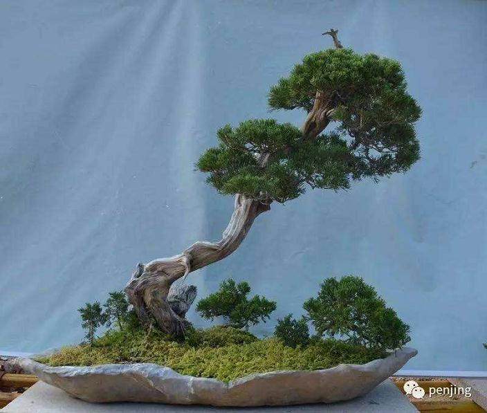 这次鸿江盆景园之旅 我们尽兴而归