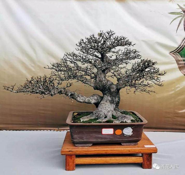 如何理解盆景的“老”与“瘦”?