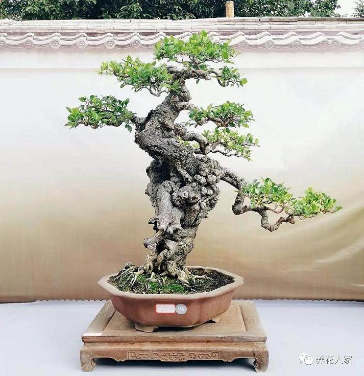 如何理解盆景的“老”与“瘦”?