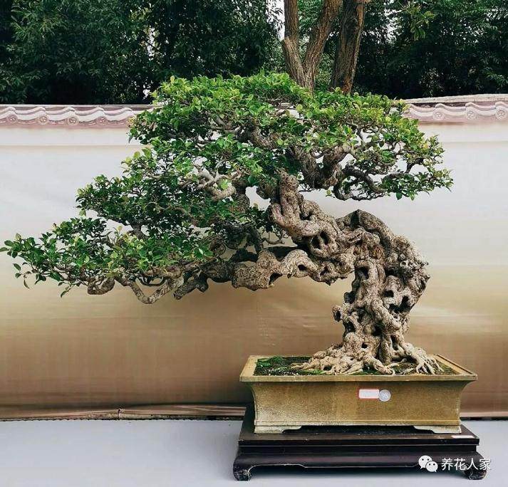 如何理解盆景的“老”与“瘦”?