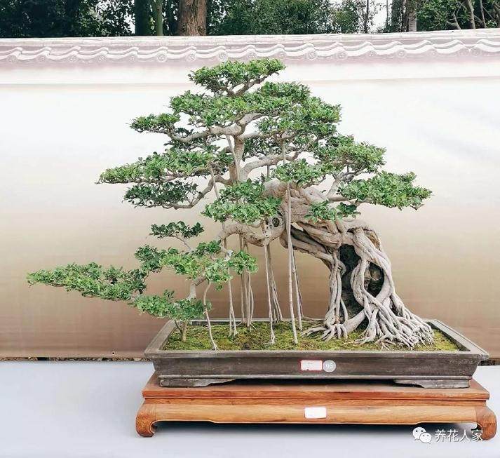 如何理解盆景的“老”与“瘦”?