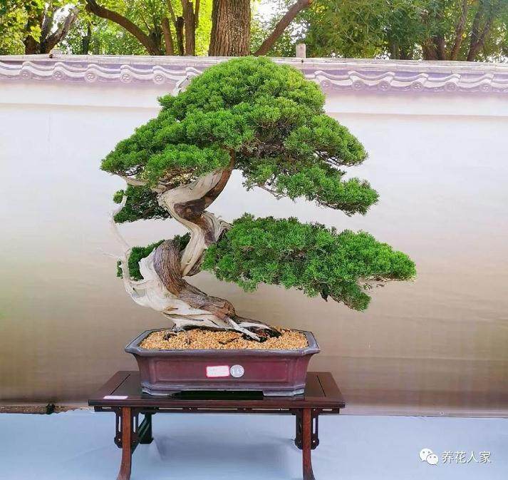 如何理解盆景的“老”与“瘦”?