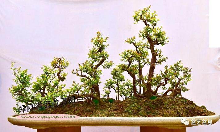 广东岭南盆景艺术大师 杨耀其