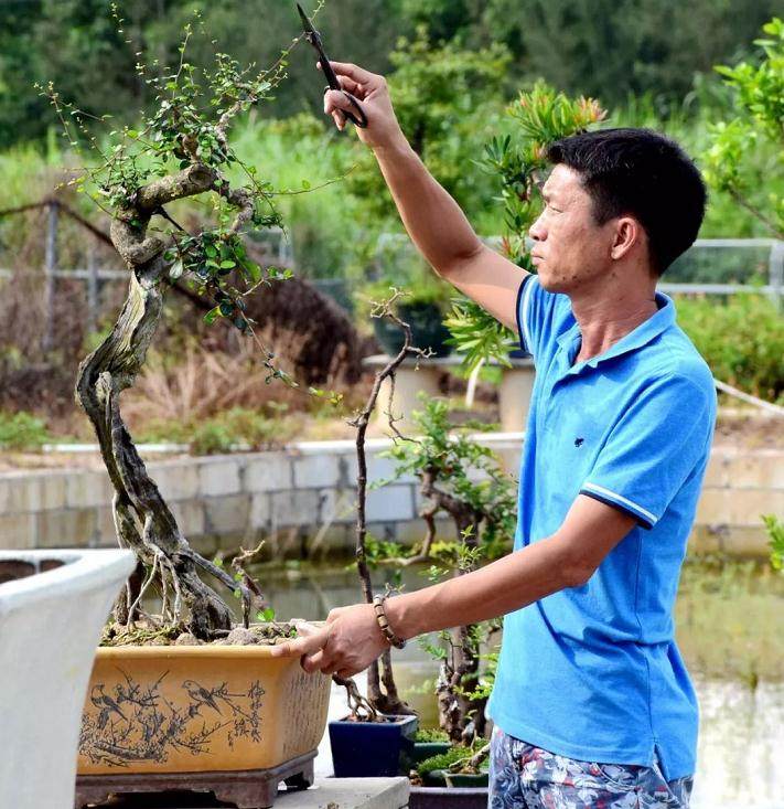 广东岭南盆景艺术大师 杨耀其