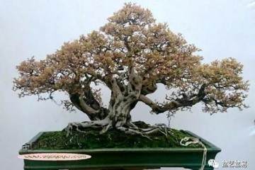 广东岭南盆景艺术大师 杨耀其