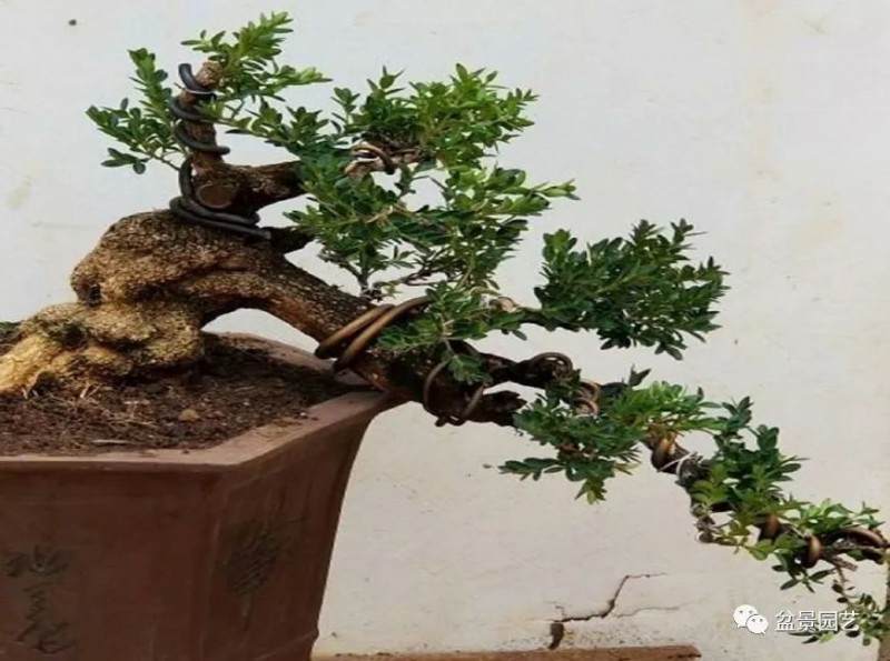 如何制作价值百万元九里香盆景