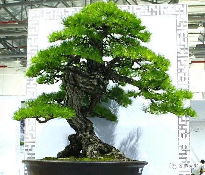 如何制作价值百万元九里香盆景