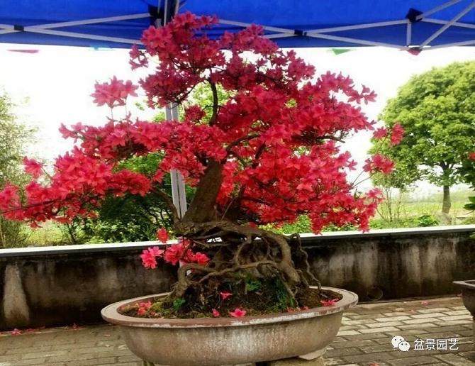 如何制作价值百万元九里香盆景