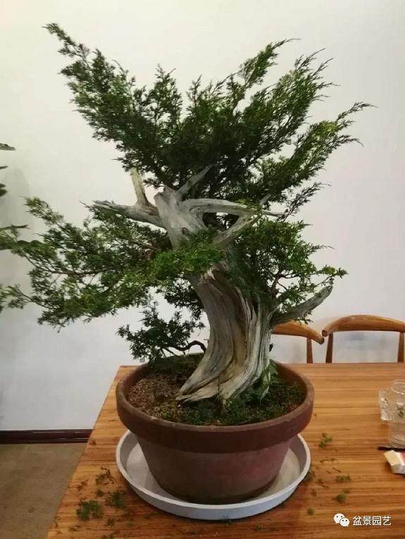 如何制作价值百万元九里香盆景