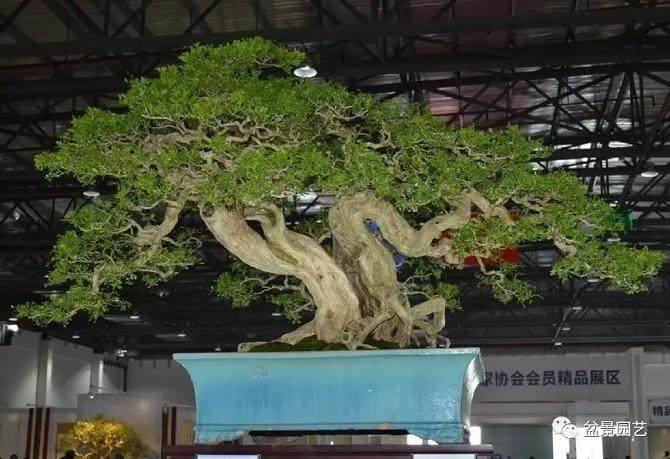 如何制作价值百万元九里香盆景