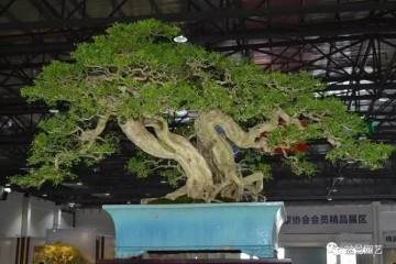 如何制作价值百万元九里香盆景