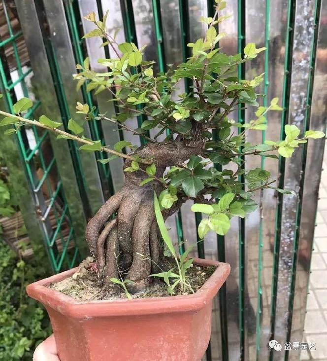 图解 雀梅下山桩怎样制作成盆景老桩的过程