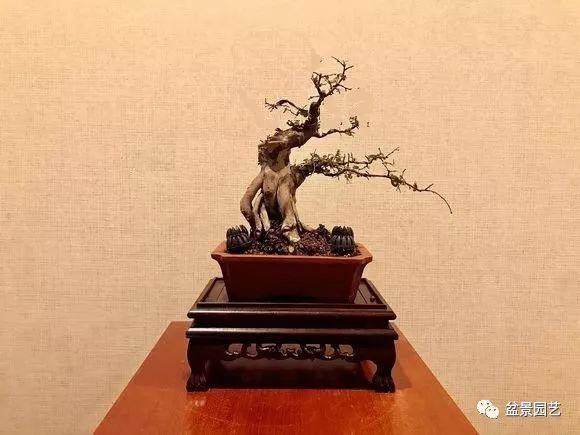 图解 雀梅下山桩怎样制作成盆景老桩的过程