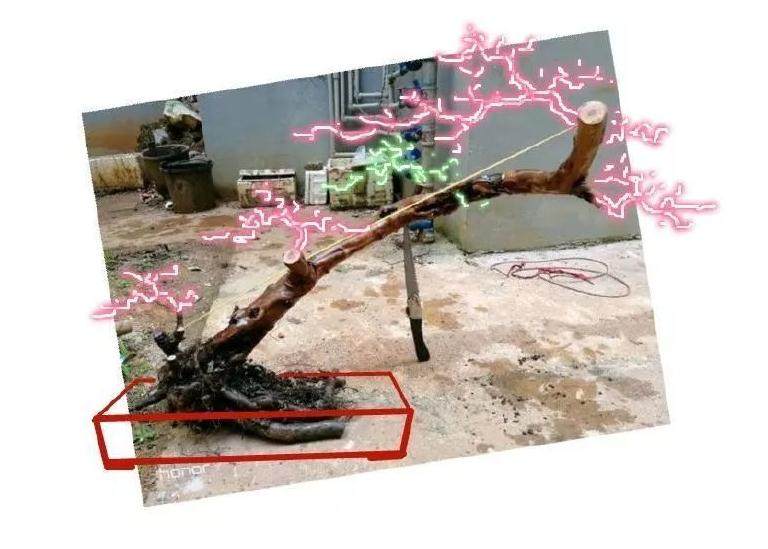 图解 雀梅下山桩怎样制作成盆景老桩的过程