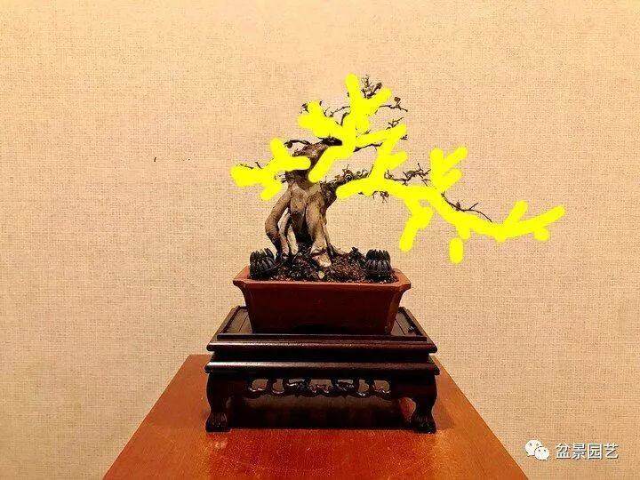 图解 雀梅下山桩怎样制作成盆景老桩的过程